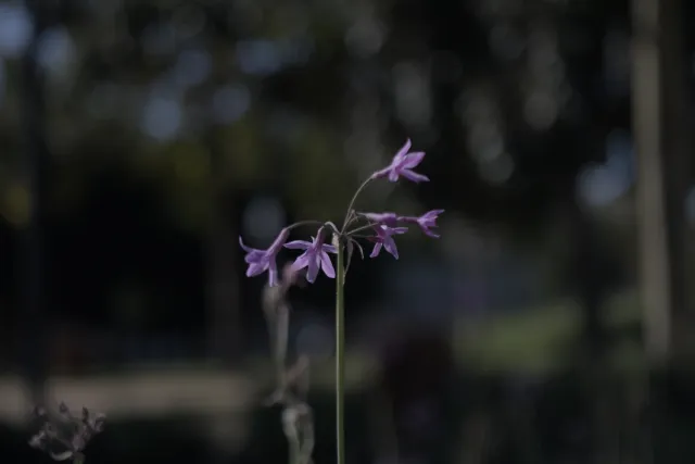 Industar-50-2 50mm f3.5 (M42) - 00000132.webp