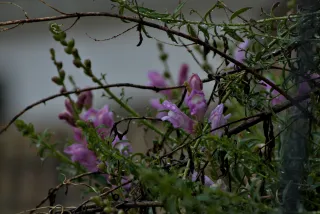 Tamron 28-300mm F3.5-6.3 (EF) - 00001445.webp