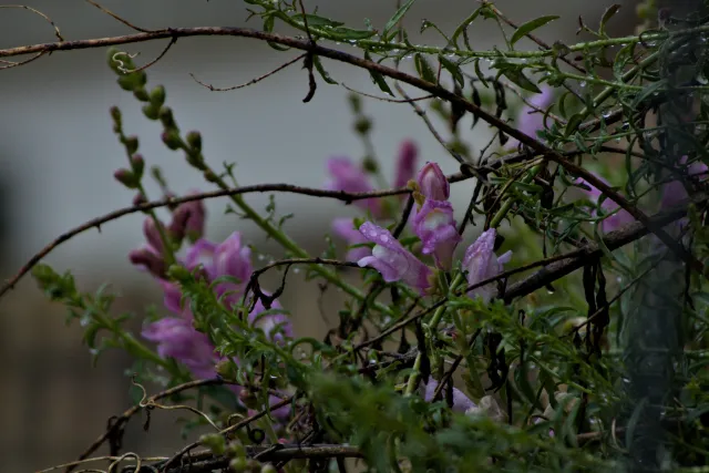 Tamron 28-300mm F3.5-6.3 (EF) - 00001445.webp