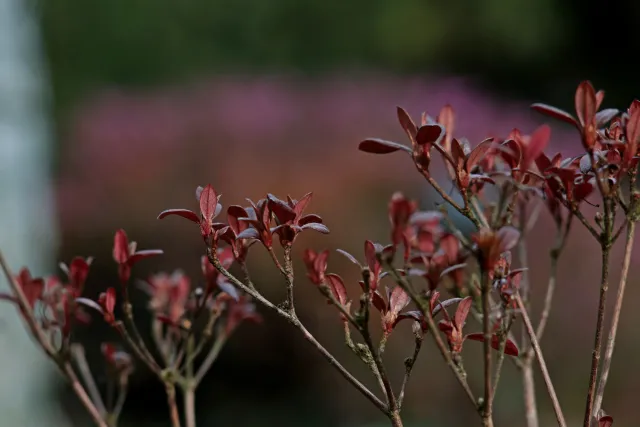 Carl Zeiss Jena DDR MC Sonnar 135mm f3.5 (M42) - 00005160.webp