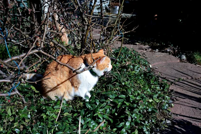 Canon Macro Lens FD 50mm f3.5 S.S.C. (FD) - 00004926.webp