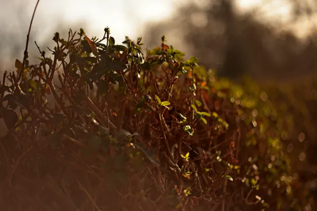 Yashica Lens DSB 55mm f2 (CY) - 00005389.webp