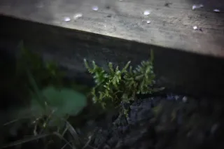 KOWA SUPER PROMINAR-16 50mm f1.2 Eiki 16mm (DIY) - 00002053.webp