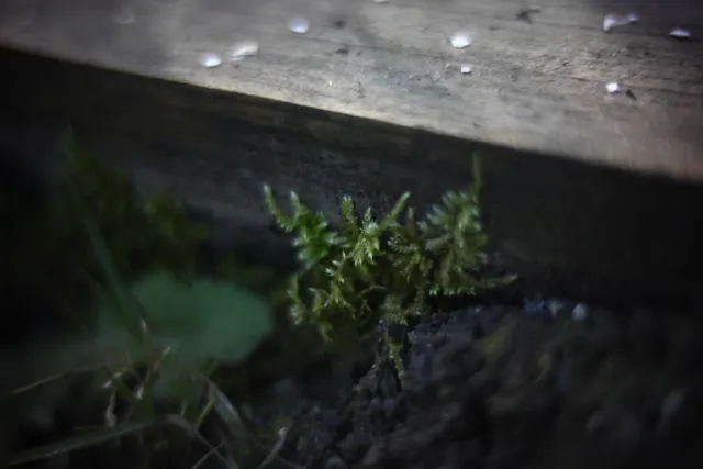 KOWA SUPER PROMINAR-16 50mm f1.2 Eiki 16mm (DIY) - 00002053.webp