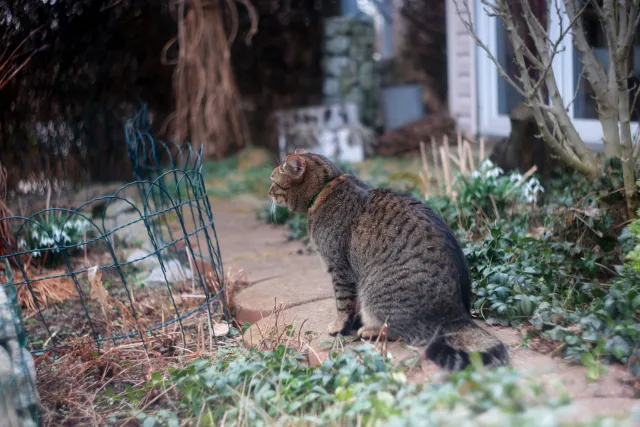 Helios 44-2 (M42) - 00005122.webp