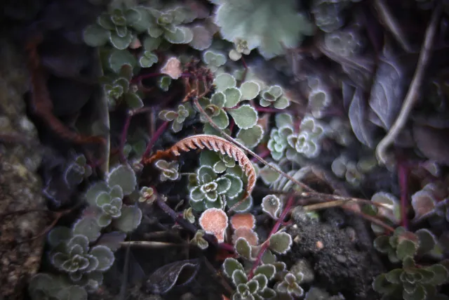 KOWA SUPER PROMINAR-16 50mm f1.2 Eiki 16mm (DIY) - 00002068.webp