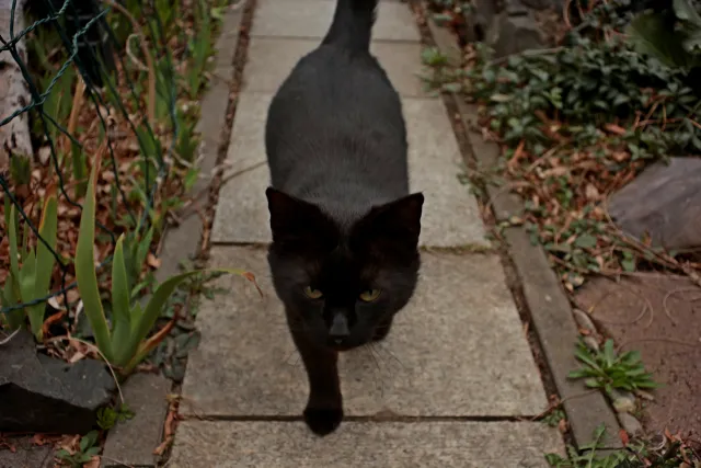 Enna München Lithagon 35mm f3.5 (M42) - 00005183.webp