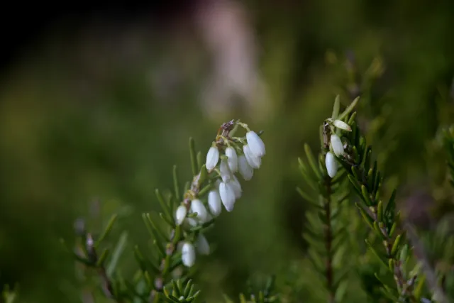 Carl Zeiss Jena DDR MC Sonnar 135mm f3.5 (M42) - 00005167.webp