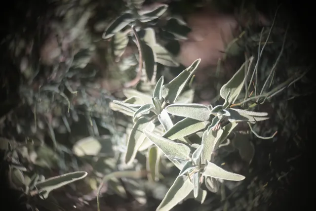 Simplex Ampro Ltd 2.5cala (63.5mm) f1.8 16mm (DIY) - 00003134.webp