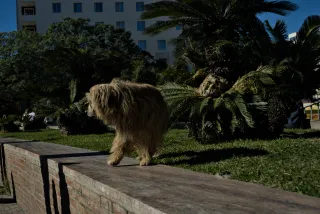 Meyer-Optik Görlitz Primagon 35mm f4.5 (M42) - 00000284.webp