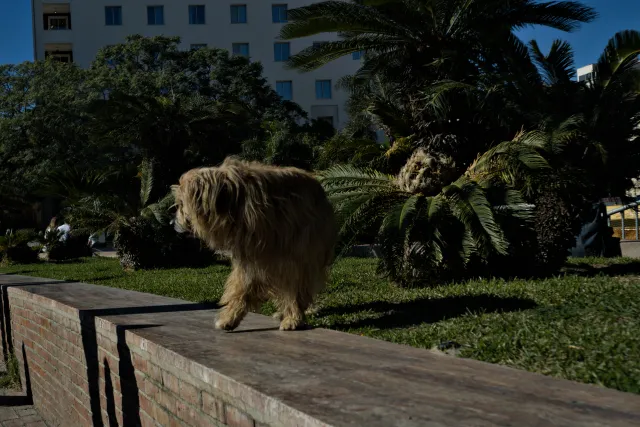 Meyer-Optik Görlitz Primagon 35mm f4.5 (M42) - 00000284.webp