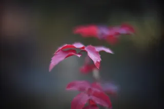 KOWA SUPER PROMINAR-16 50mm f1.2 Eiki 16mm (DIY) - 00002039.webp