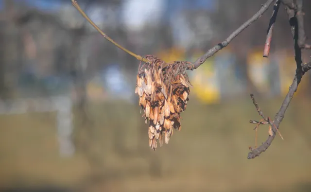 Vivitar Series 1 70-210mm f3.5 Macro Focusing (FD) - 00004740.webp