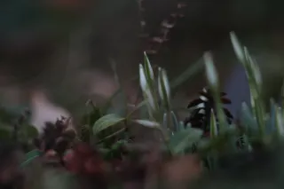 Carl Zeiss Jena DDR S 180mm f2.8 Zebra (M42) - 00004766.webp