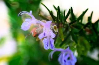 Carl Zeiss Jena DDR Pancolar Electric 50mm f1.8 (M42) - 00004071.webp