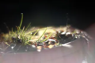 KOWA SUPER PROMINAR-16 50mm f1.2 Eiki 16mm (DIY) - 00001973.webp