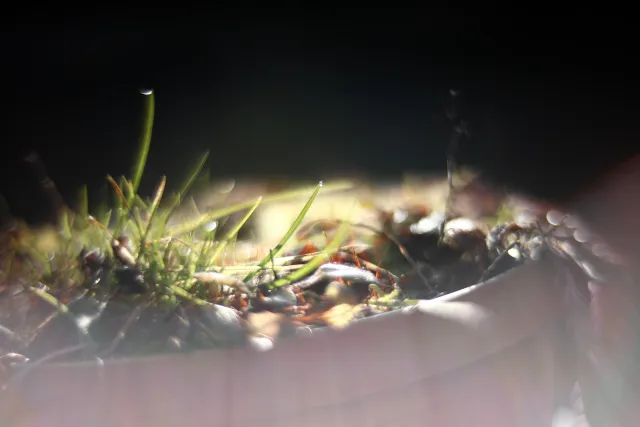 KOWA SUPER PROMINAR-16 50mm f1.2 Eiki 16mm (DIY) - 00001973.webp