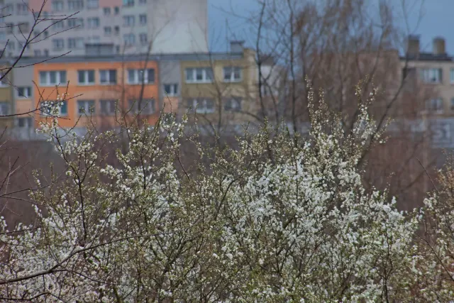 Spiratone Plura-Coat SharpShooter-S 400mm f6.3 (T2-M42) - 00005428.webp