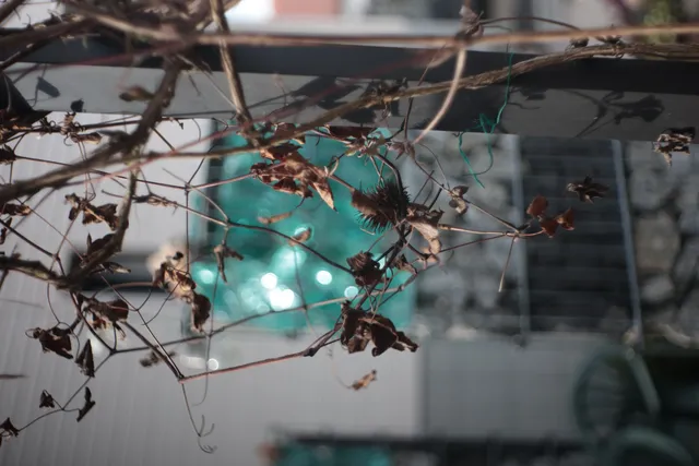 Meyer-Optik Görlitz Domiplan f2.8 50mm (M42) - 00005139.webp