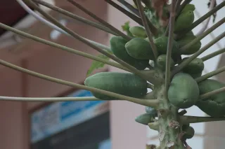 Tair-11A 135mm f2.8 (M42) - 00003324.webp