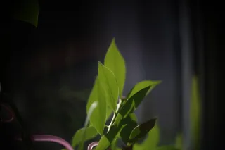 Simplex Ampro Ltd 2.5cala (63.5mm) f1.8 16mm (DIY) - 00002199.webp