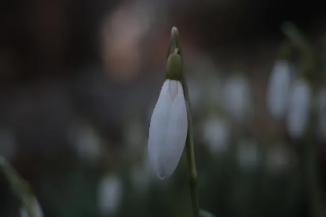 Kilfitt Makro-Kilar D f2.8 40mm (EXA) - 00004872.webp