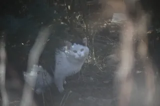 Vivitar Series 1 70-210mm f3.5 Macro Focusing (FD) - 00004734.webp