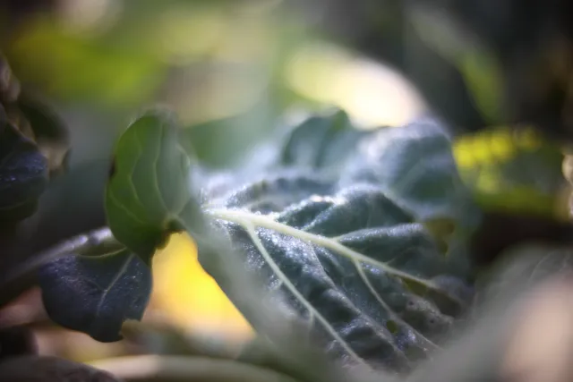 KOWA SUPER PROMINAR-16 50mm f1.2 Eiki 16mm (DIY) - 00002050.webp