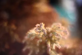 KOWA SUPER PROMINAR-16 50mm f1.2 Eiki 16mm (DIY) - 00002079.webp