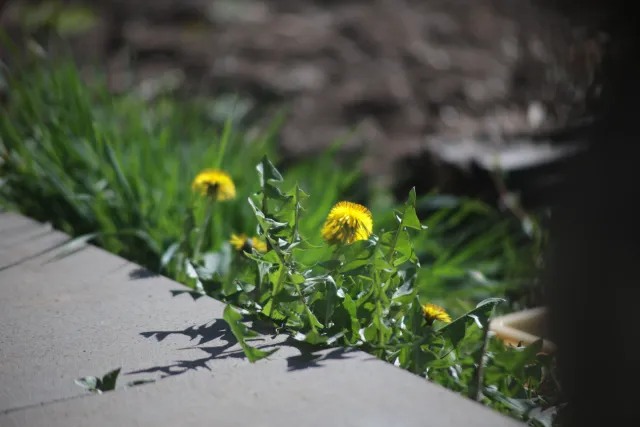 Vivitar Series 1 70-210mm f3.5 VMC V2 (Olympus OM) - 00005565.webp