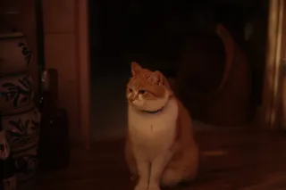 Ricoh Rikenon 50mm f1.4 (Pentax-K) - 00001873.webp