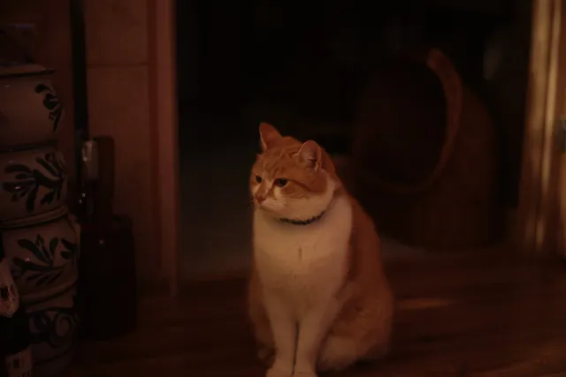 Ricoh Rikenon 50mm f1.4 (Pentax-K) - 00001873.webp