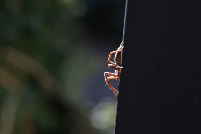 Canon Macro Lens FD 50mm f3.5 S.S.C. (FD) - 00004940.webp