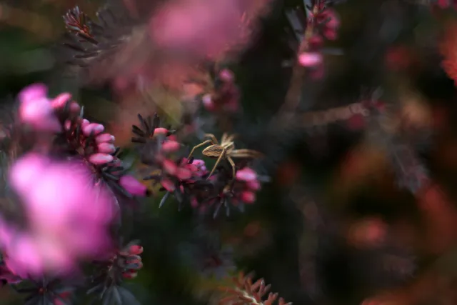 Fujinon 55mm f2.2 (M42) - 00005088.webp