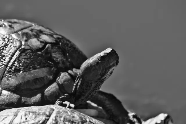 Tamron 28-300mm F3.5-6.3 (EF) - 00001097.webp