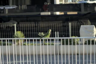 Zenith Helios-77M-4 50mm f1.8 VOMZ (M42) - 00000677.webp