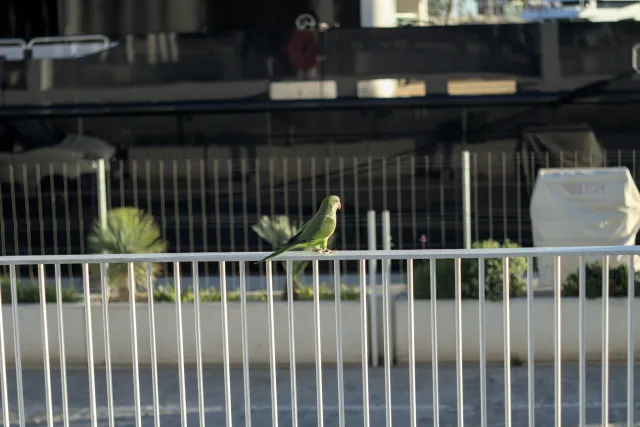 Zenith Helios-77M-4 50mm f1.8 VOMZ (M42) - 00000677.webp