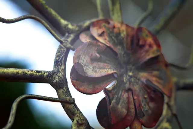 Carl Zeiss Jena Tessar 50mm f2.8 (M42) - 00005104.webp