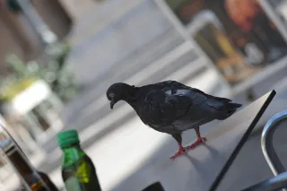 Tair-11A 135mm f2.8 (M42) - 00003452.webp