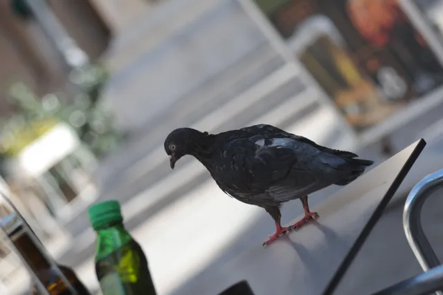 Tair-11A 135mm f2.8 (M42) - 00003452.webp