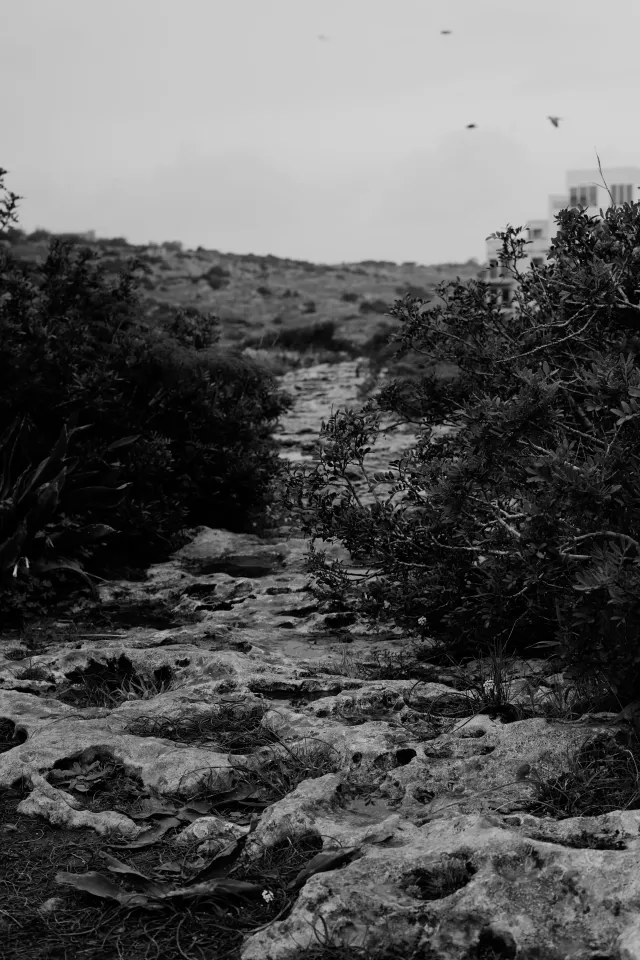 Carl Zeiss Jena DDR Pancolar Electric 50mm f1.8 (M42) - 00004536.webp