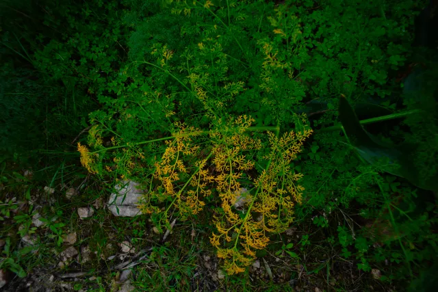 Carl Zeiss Flektogon f4 20mm (m42).md - 00004506.webp