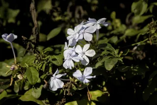 Tamron 28-300mm F3.5-6.3 (EF) - 00001085.webp