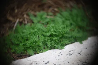 Simplex Ampro Ltd 2.5cala (63.5mm) f1.8 16mm (DIY) - 00002876.webp