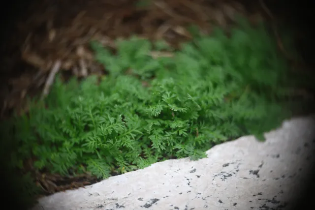 Simplex Ampro Ltd 2.5cala (63.5mm) f1.8 16mm (DIY) - 00002876.webp