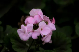 Tamron 28-300mm F3.5-6.3 (EF) - 00004189.webp