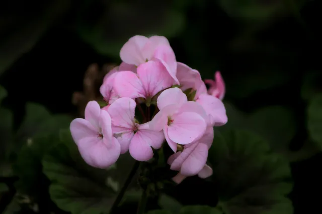 Tamron 28-300mm F3.5-6.3 (EF) - 00004189.webp