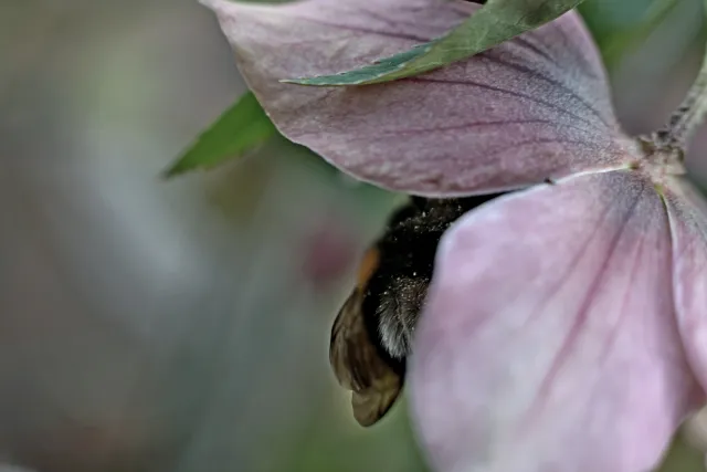 Yashica Lens ML 50mm f1.9 (CY) - 00005361.webp