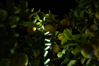 Zenith Helios-77M-4 50mm f1.8 VOMZ (M42) - 00000969.webp