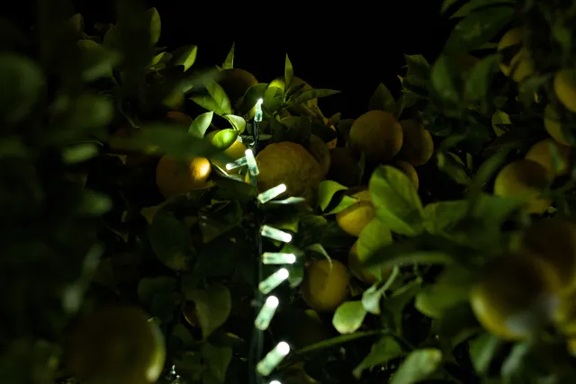 Zenith Helios-77M-4 50mm f1.8 VOMZ (M42) - 00000969.webp